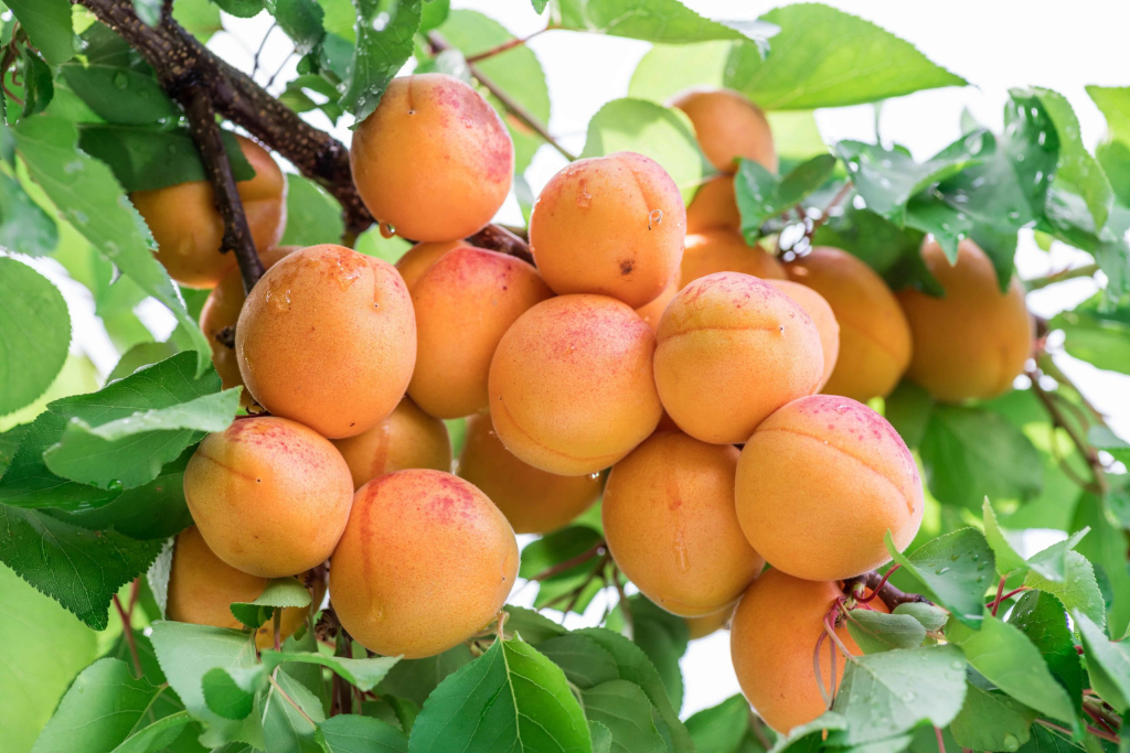 Mikado Apricot Plants